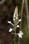 Snowy orchid